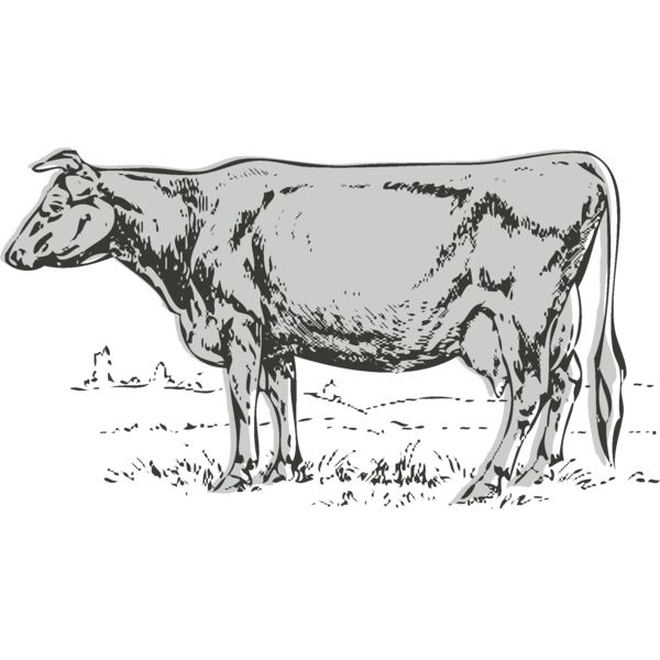 Animals   Cow Thumbnail