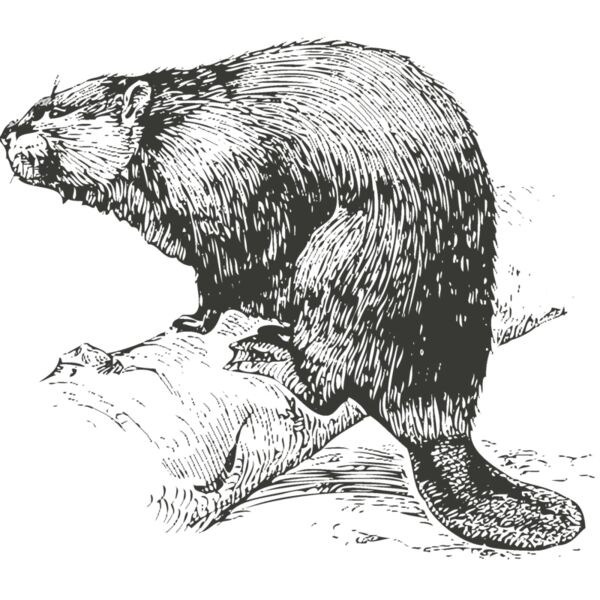 Animals   Beaver Thumbnail