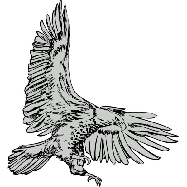 Bird   Eagle Thumbnail