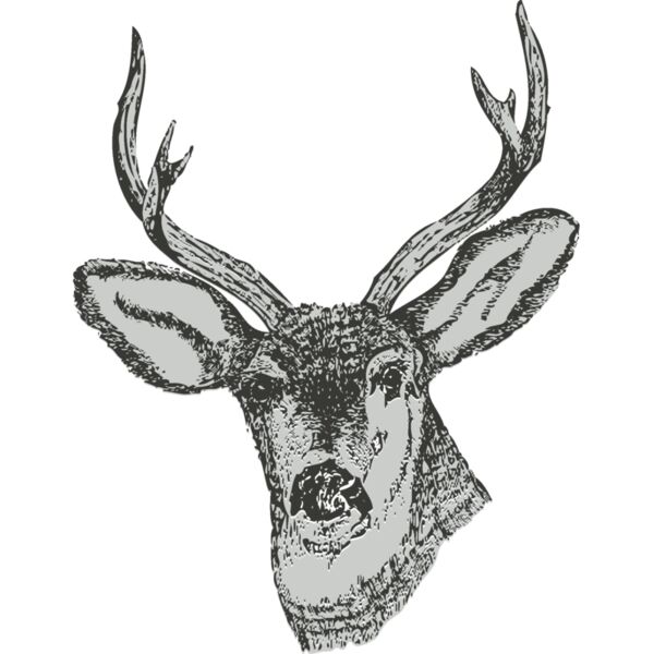 Animals   Deer Thumbnail