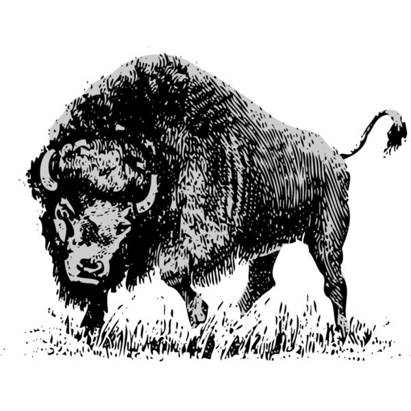 Animals   Bison Buffalo 2 Thumbnail