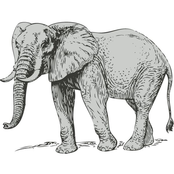 Animals   Elephant Thumbnail