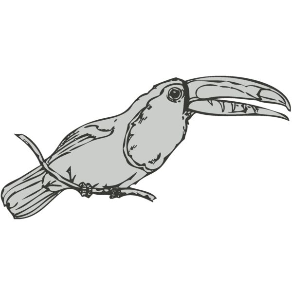 Bird   Toucan Thumbnail