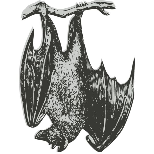 Animals   Bat Thumbnail